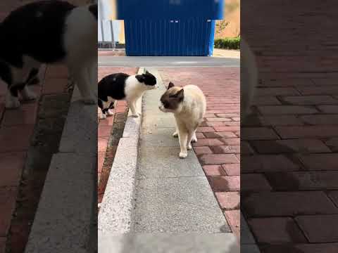 a cute angry cat😺 #cat #funnycats #shorts #cutecat