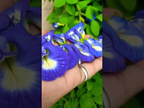 🌱राजयोग की प्राप्ति होती है इसको करने से💐🌿🪴💯👍 ||#garden #aparajita #flowers #facts #trending #shorts