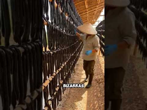 Fazendas de animais mais BIZARRAS que existem! #curiosidades #naturezaselvagem #animal