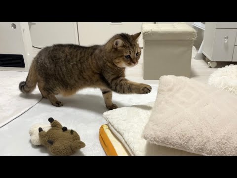 【1秒に100発】こんなスピードの猫パンチ見たことあるか？？