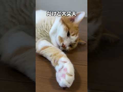 猫の動画サムネイル - 「病院に連れていこうかと心配になった事３選」猫あるあるソング