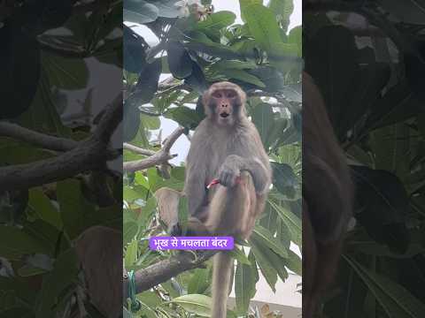 भूख से मचलता बंदर फूल खाता। #hungrymonkey #shortsfeed