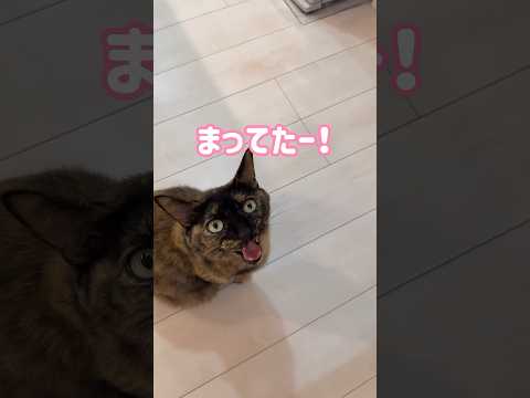 猫の動画サムネイル - ママを階段下で待ってる可愛いモモちゃん！ #shorts