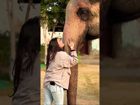 🌸🐘 Smile with Giants!” 😄✨ #love #elephant #shortvideo #elephantfunpark