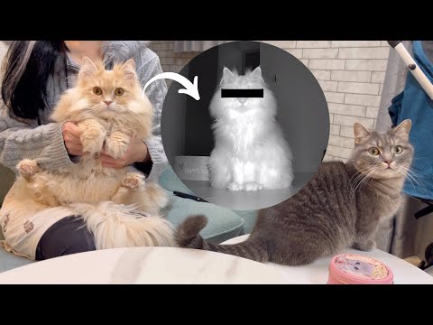 猫の動画サムネイル - あの大物YouTuberを盗撮してみたら…