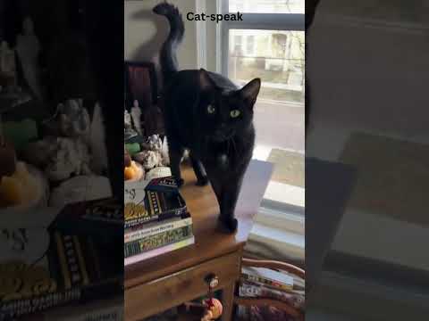 Learn Cat-speak! Find out what your cute black cat is saying to you! See link. #catshorts #cats