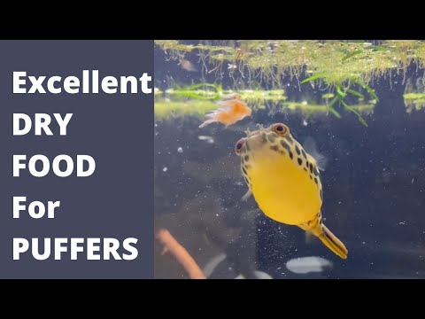 Excellent DRY FOOD For Puffers A great dry food for puffers. Some beak trimming benefits. A great way to include extra vitamins. #S