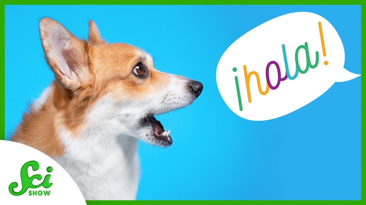 Is Your Dog Bilingual?