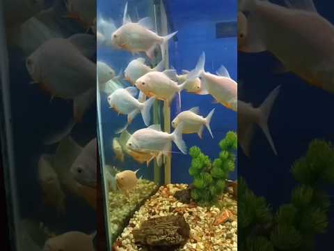 #FISHES#AQUATIC#ANIMAL#WATER#AQUARIUM#MARINE#MACHLI#CHEPA#