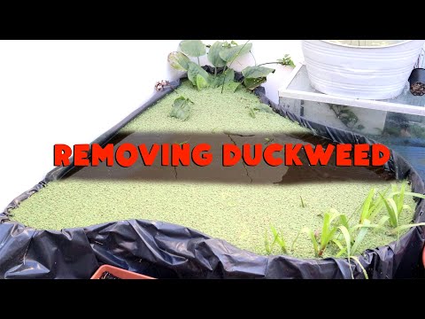 Removing All MY Duckweed from a pond Duckweed the pest.

Interested in fish and wildlife? Subscribe to the channel for more.

Follow the 