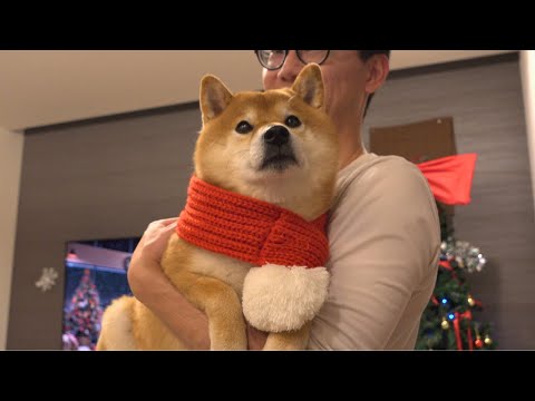 弟の新居で柴犬&猫がクリスマスパーティ！帰宅するとサプライズが待ってました。