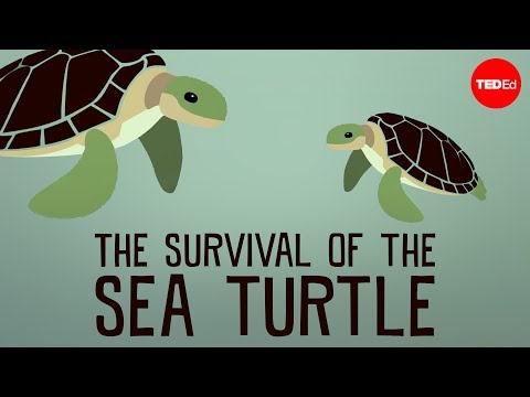 The Survival of the Sea Turtle - UCsooa4yRKGN_zEE8iknghZA