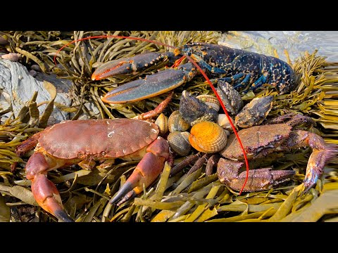 Coastal Foraging - Lobster, Cockles, Clam and Crab Beach Cook Up - UCnfvGJ1TY-BG6-vzoLU1fSw