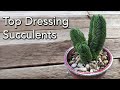 WHY and HOW to Top Dress Succulent Plants with Crushed Rock or Decorative Pebbles