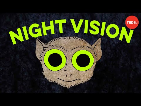 How do animals see in the dark? - Anna Stöckl - UCsooa4yRKGN_zEE8iknghZA