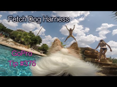 GoPro Fetch Dog Harness - GoPro Tip #375 - UCTs-d2DgyuJVRICivxe2Ktg