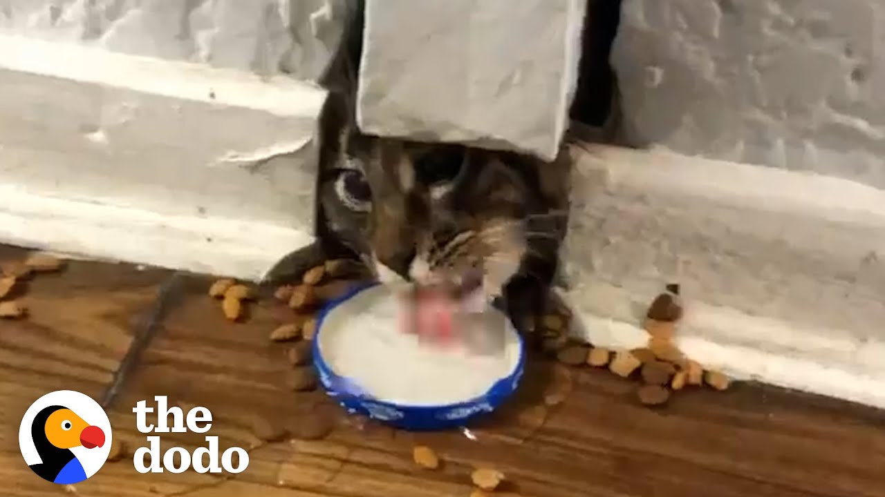 Stray Cat Stuck In A Wall For Over A Week | The Dodo