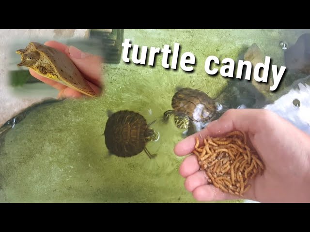 Can Turtles Eat Mealworms?