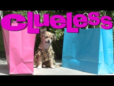 Clueless With Puppies - UCPIvT-zcQl2H0vabdXJGcpg