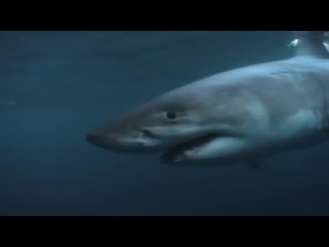 Great White shark feeding | Wildlife Specials: Great White Shark | BBC - UCwmZiChSryoWQCZMIQezgTg