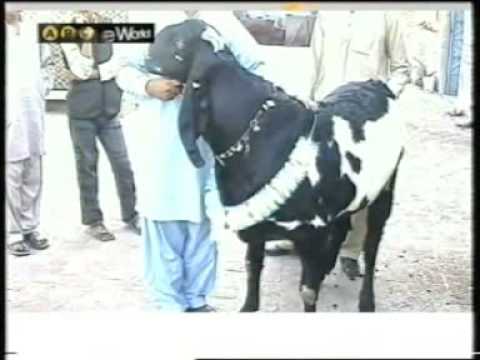 275kg Goat of Bakra Eid
