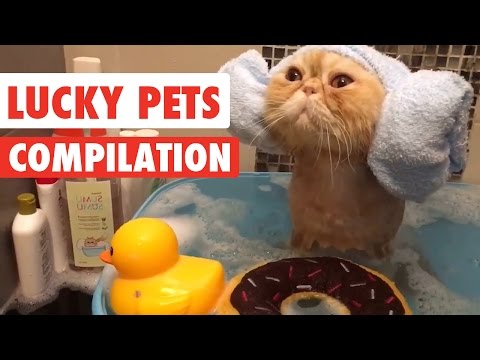 Lucky Pets Video Compilation 2017 - UCPIvT-zcQl2H0vabdXJGcpg