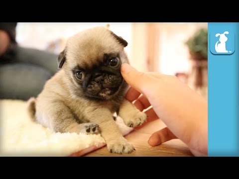 The Pug Puppy Compilation That Will Change Your Life - Puppy Love - UCPIvT-zcQl2H0vabdXJGcpg