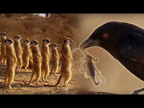 Drongo Bird Tricks Meerkats | Africa | BBC - UCwmZiChSryoWQCZMIQezgTg