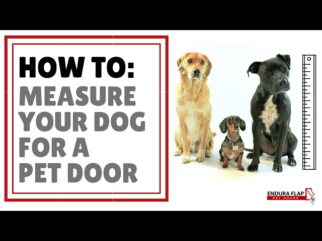 What Size Dog Door Do I Need StuffSure