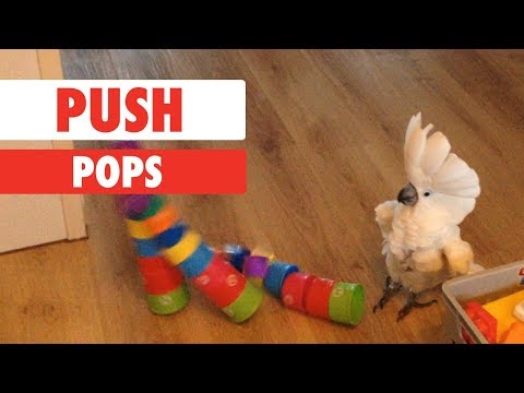 Push Pops - UCPIvT-zcQl2H0vabdXJGcpg