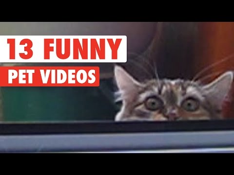 13 Funny Pet Videos Compilation 2016 - UCPIvT-zcQl2H0vabdXJGcpg