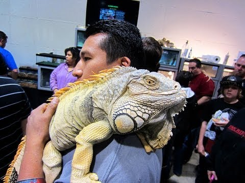 Reptile Super Show 2013 (Lizards Part 1) Pomona Fairplex - UC-4G49konaVc4Zyw9SNGc4w