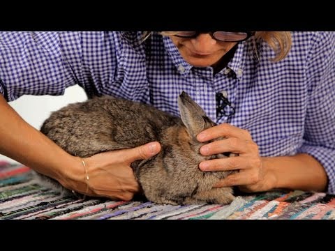 How to Handle a Pet Rabbit | Pet Rabbits - UCSpVHeDGr9UbREhRca0qwsA