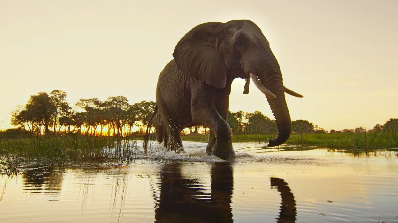 Protecting the Okavango Ecosystem | National Geographic