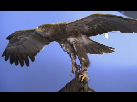 How does an eagle fly? | Deadly 60 | Series 2 | BBC - UCwmZiChSryoWQCZMIQezgTg