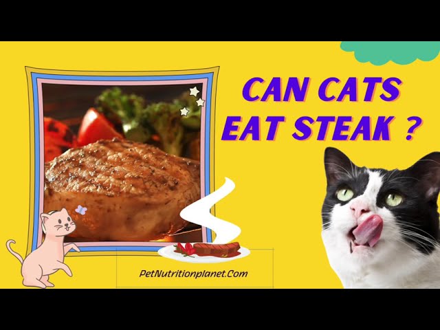 can-cats-eat-steak-hayfarmguy