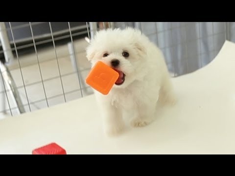 Maltese Puppies Love Alphabet Blocks - UCPIvT-zcQl2H0vabdXJGcpg