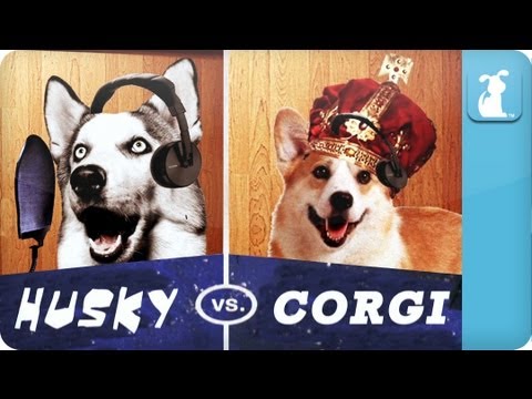 Pet Vs. Pet Rap Battles: Husky Vs. Corgi - UCPIvT-zcQl2H0vabdXJGcpg