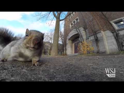 GoPro Stolen by Curious Canadian Squirrel - UCK7tptUDHh-RYDsdxO1-5QQ