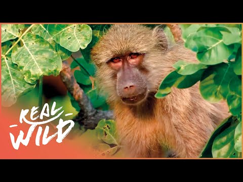 Valley Of The Golden Baboons [Monkey Documentary] | Wild Things - UCbq-4OJxnziD3awH-aTezeA