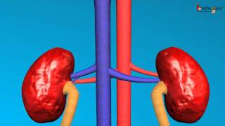 Science - Human excretory system - 3D animation - English