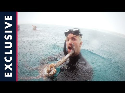 Who is JOB 2.0 - Diving and Spearfishing in Indo - Episode 14 - UCblfuW_4rakIf2h6aqANefA