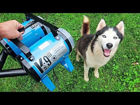 "K-9 III" Best Husky Coat Deshedder! - Husky Coat Blow Out - UCe_vXdMrHHseZ_esYUskSBw