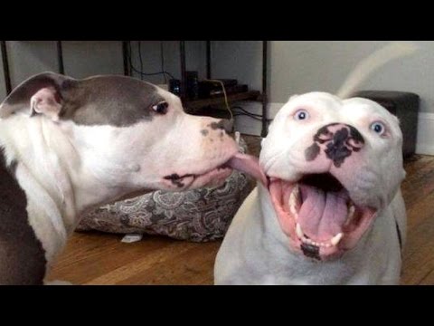 Dogs are never boring, they make us laugh! - Funny dog compilation - UC9obdDRxQkmn_4YpcBMTYLw
