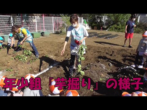 年少組『サツマイモ掘り』の様子