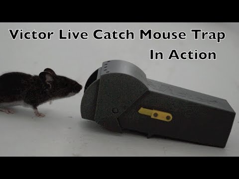 Victor Live Catch Mouse Trap In Action - Full Review - Not Good. - UCYbru-MPO1xjes4FVn61JUQ
