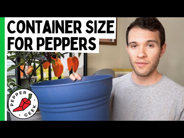 What Size Pot for Peppers?