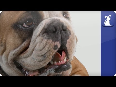 Doglopedia - English Bulldog - UCPIvT-zcQl2H0vabdXJGcpg