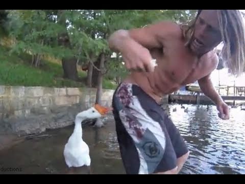 Geese Attack Mitch - Director's Cut - UCTs-d2DgyuJVRICivxe2Ktg