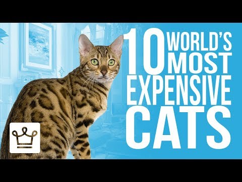 Top 10 Most Expensive Cat Breeds In The World - UCNjPtOCvMrKY5eLwr_-7eUg